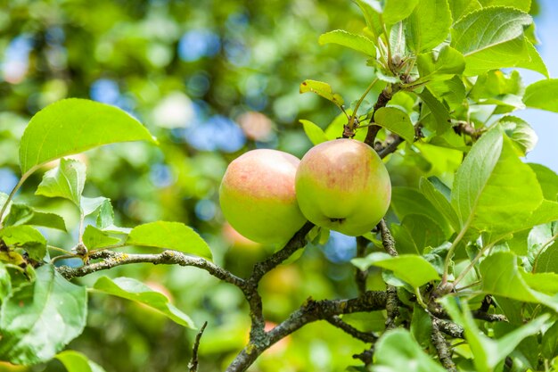 Close-up de frutas em árvores