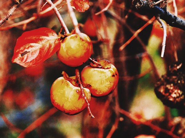 Foto close-up de frutas em árvores