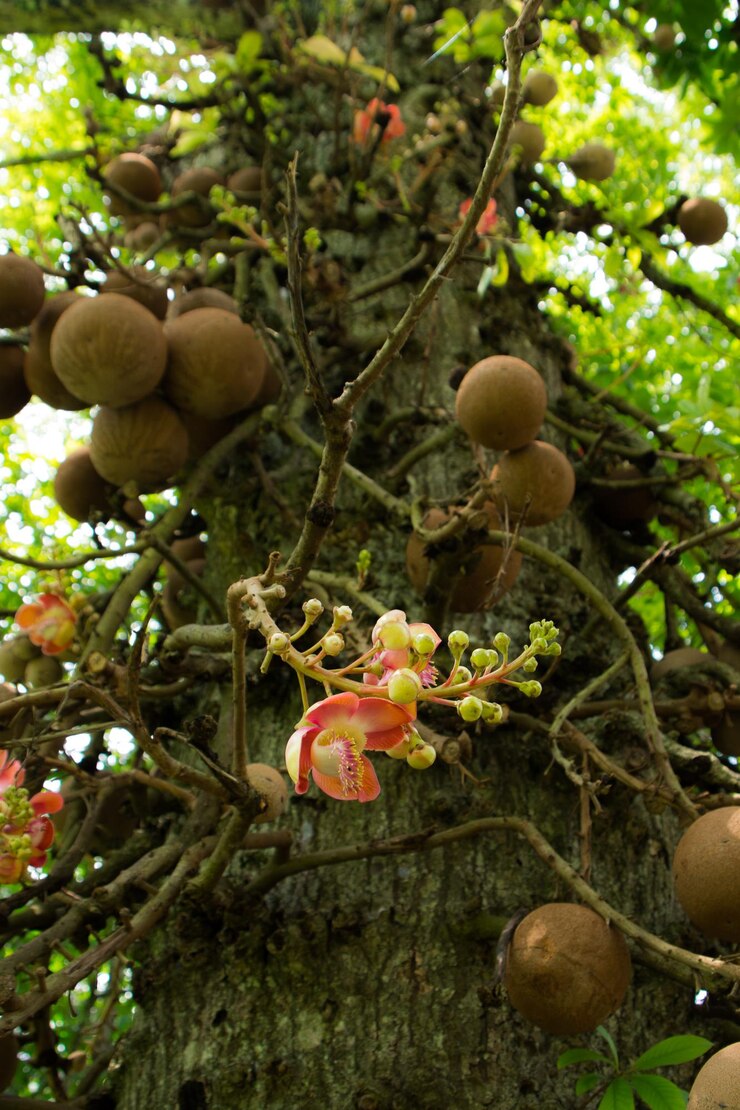 Foto close-up de frutas em árvores