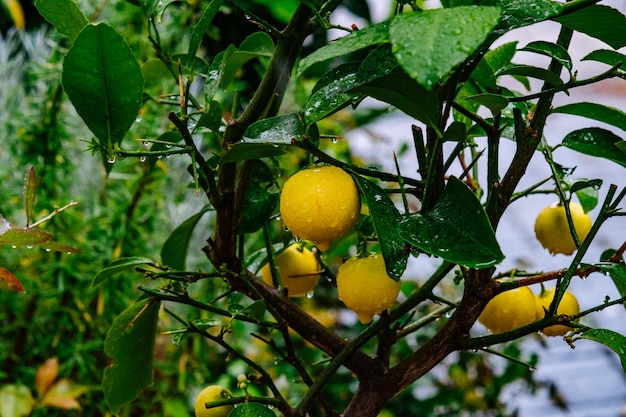 Close-up de frutas em árvores