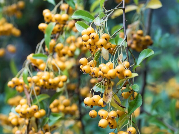 Foto close-up de frutas em árvores