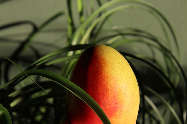 Foto close-up de frutas frescas de manga