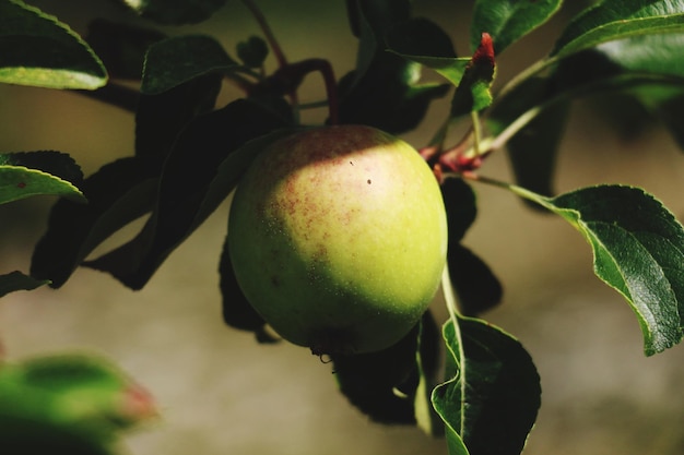 Close-up de frutas imaturas