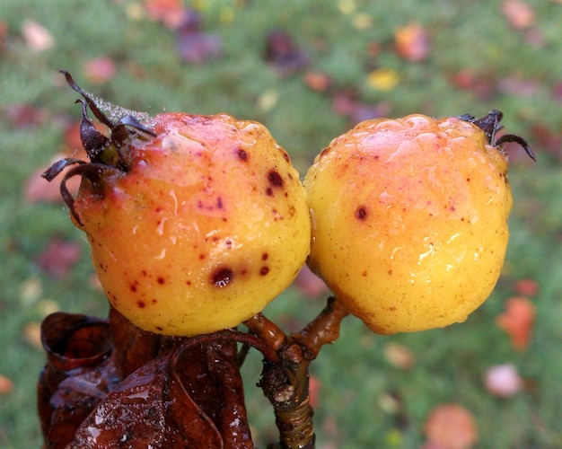 Foto close-up de frutas molhadas