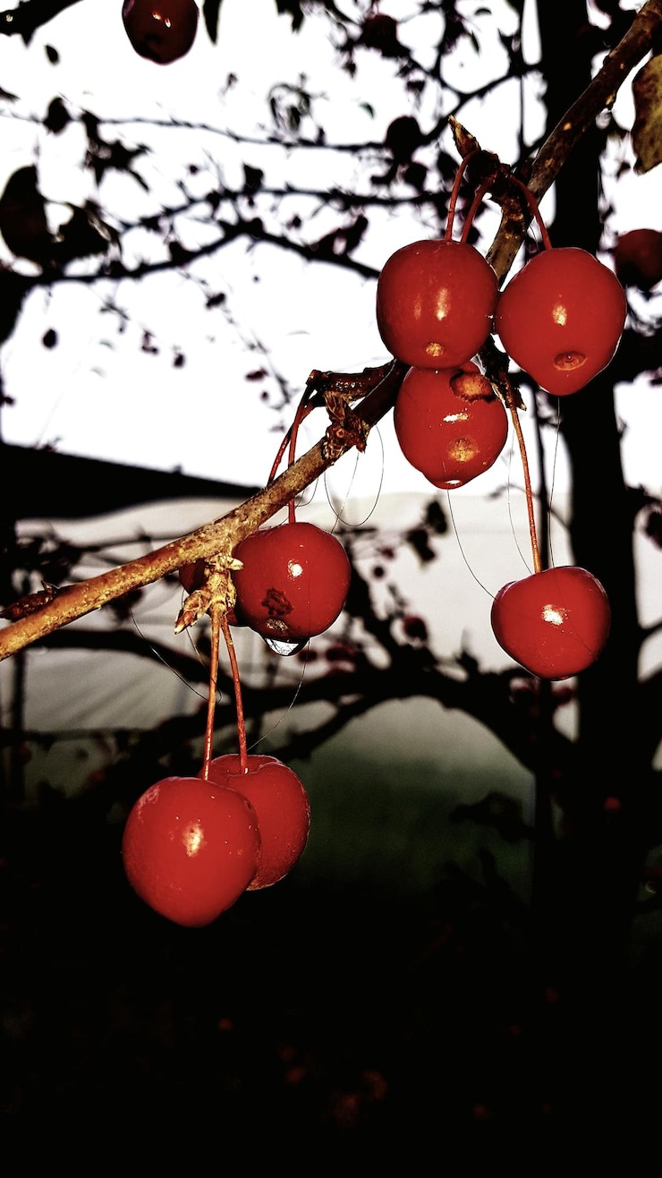 Foto close-up de frutas penduradas em árvores