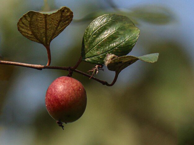 Close-up de frutas