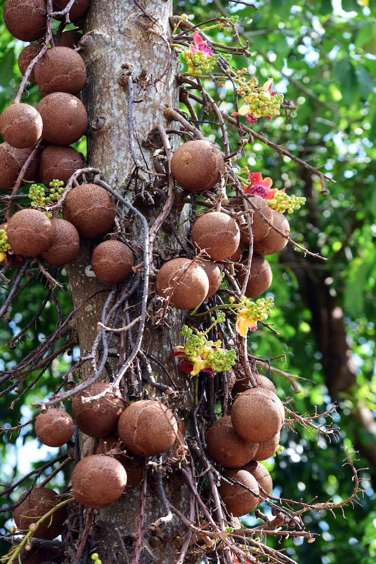 Foto close-up de frutos crescendo na árvore