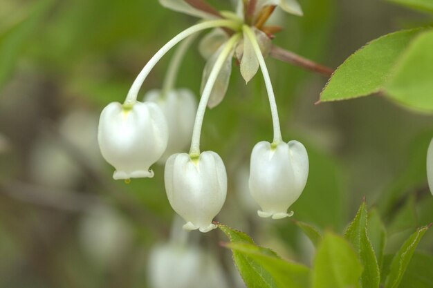 Close-up de frutos crescendo na planta