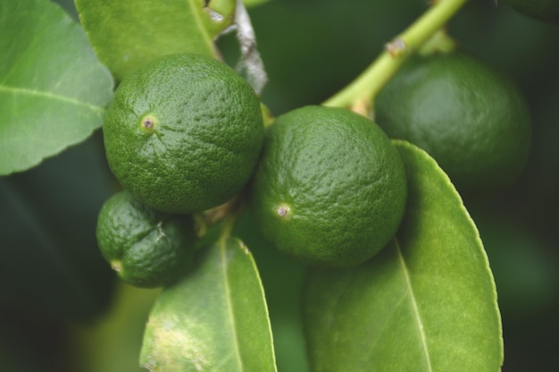 Foto close-up de frutos crescendo na planta