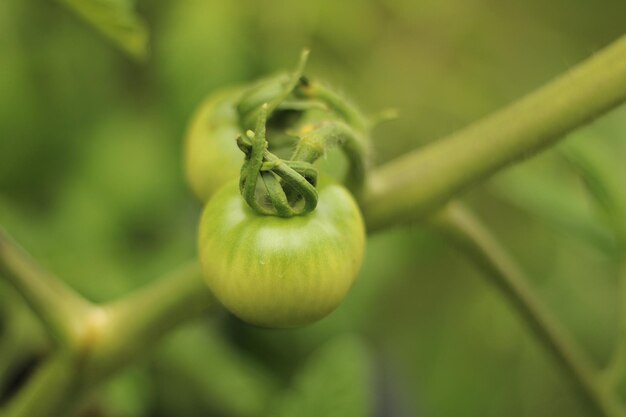 Foto close-up de frutos crescendo na planta