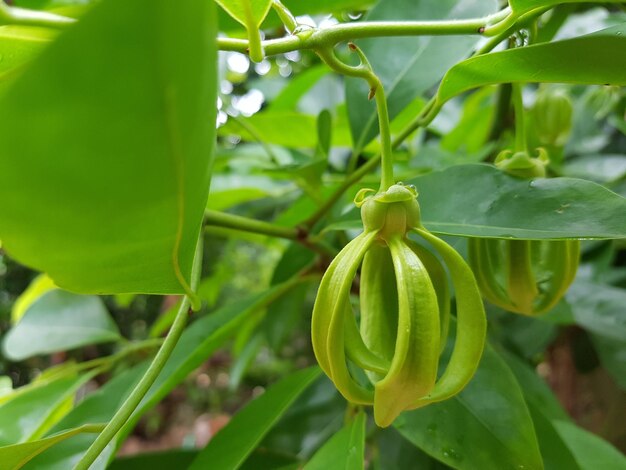 Close-up de frutos crescendo na planta
