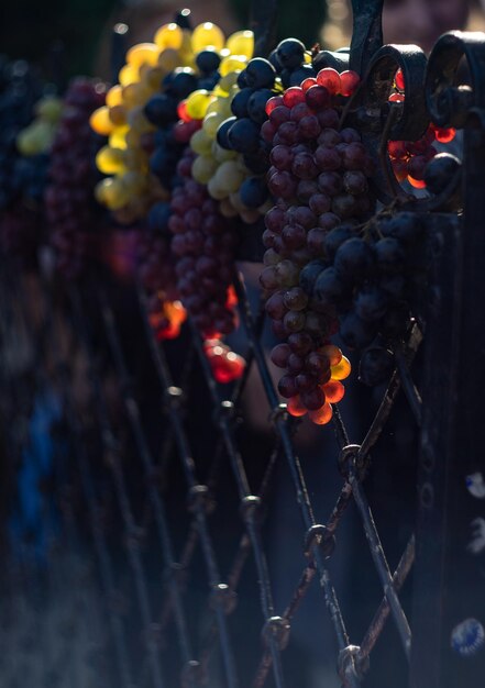 Foto close-up de frutos pendurados na videira