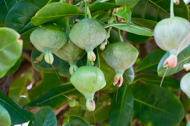 Close-up de frutos que crescem na planta