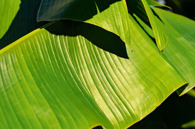 Close-up de fundo de folha de bananeira verde