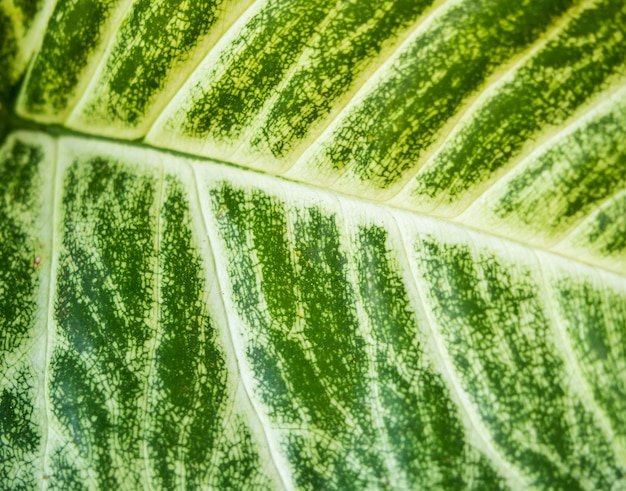 close-up de fundo de textura de folha verde