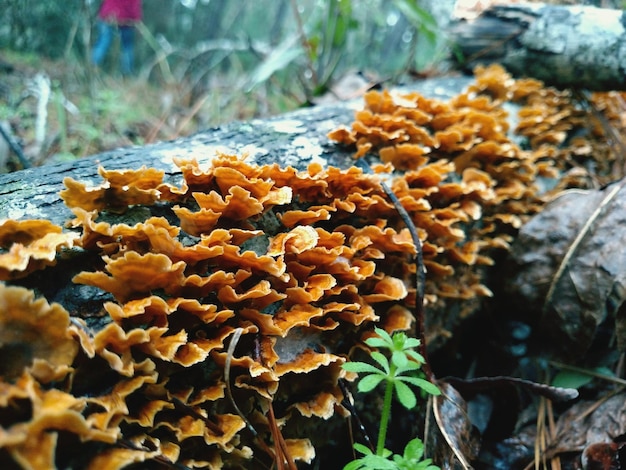 Foto close-up de fungos no tronco da árvore