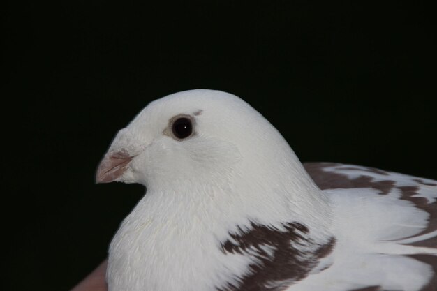 Foto close-up de gaivota contra fundo preto