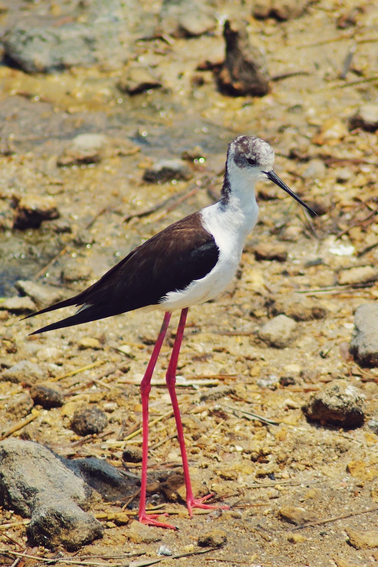 Foto close-up de gaivota em uma rocha na praia