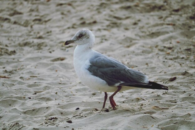 Foto close-up de gaivota na areia