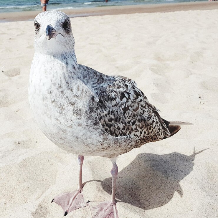 Foto close-up de gaivota na areia