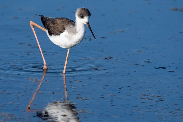 Foto close-up de gaivota na praia