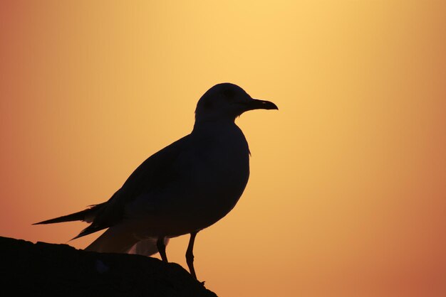 Foto close-up de gaivota sentada em um pôr-do-sol laranja