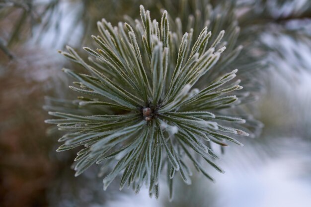 close-up de galho de árvore de inverno