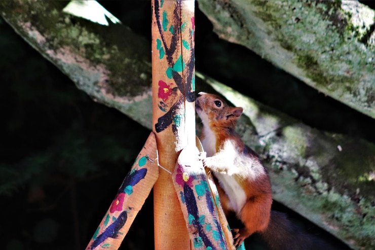 Foto close-up de galho de árvore multicolorido