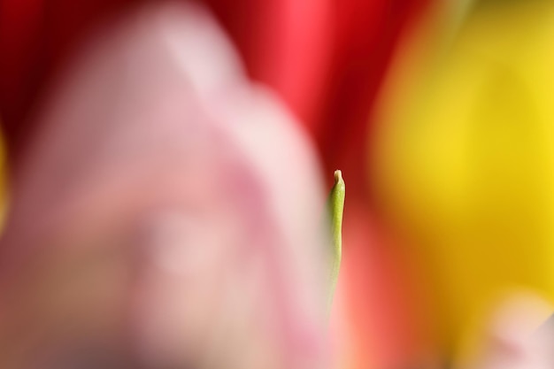 Foto close-up de galho em meio a flores multicoloridas