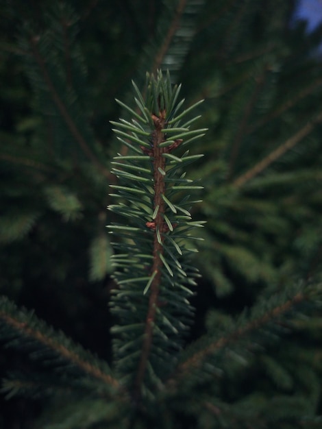 Foto close-up de galhos de árvore de natal. fundo de inverno.