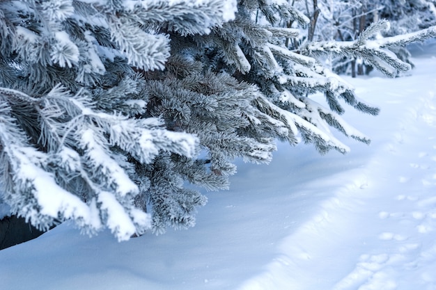 Close-up de galhos de árvore do abeto cobertos de neve em uma floresta de inverno