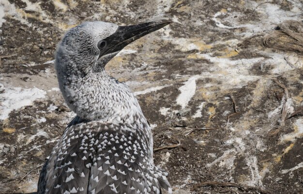 Foto close-up de gannet jovem feito na colônia de gannet em muriway, perto de auckland, nova zelândia