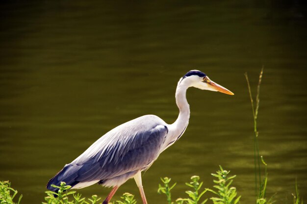 Close-up de garça cinzenta empoleirada contra o lago