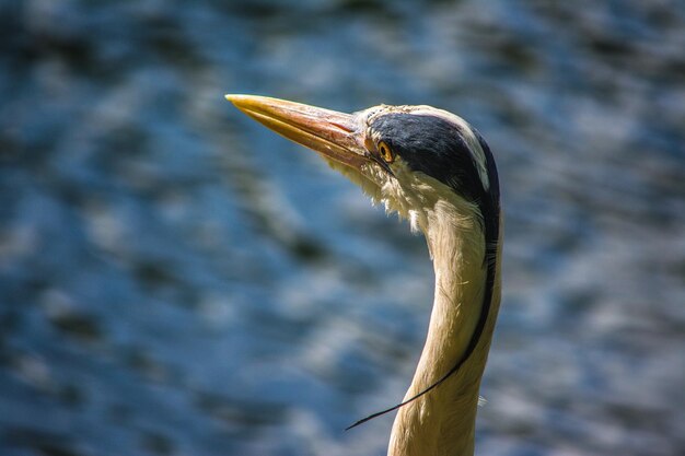 Foto close-up de garça cinzenta no lago