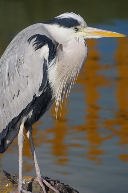 Foto close-up de garça em cima de um lago