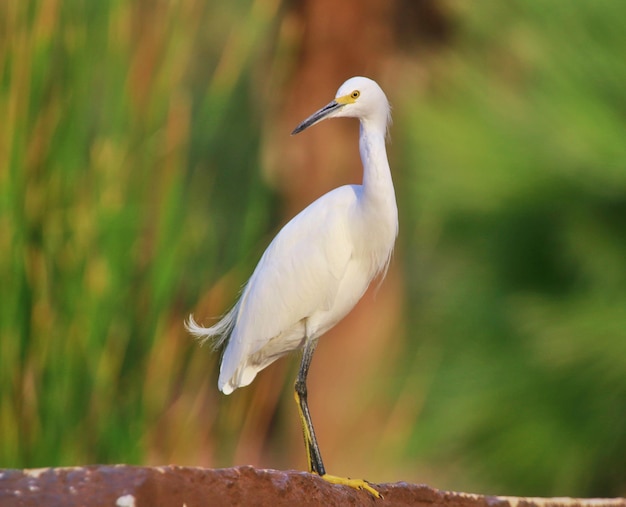 Close-up de garça