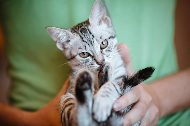 Close-up de gatinho fofo nas mãos do homem segurando um gato perto da câmera Gatinho Adorável Interior