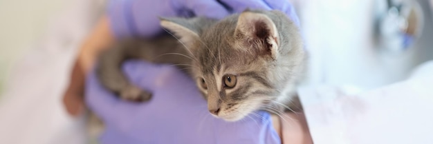 Close-up de gatinho pequeno em médicos veterinários enluvados mãos clínica veterinária e conceito de cuidados de animais de estimação