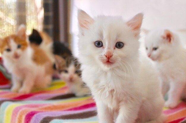 Foto close-up de gatinho