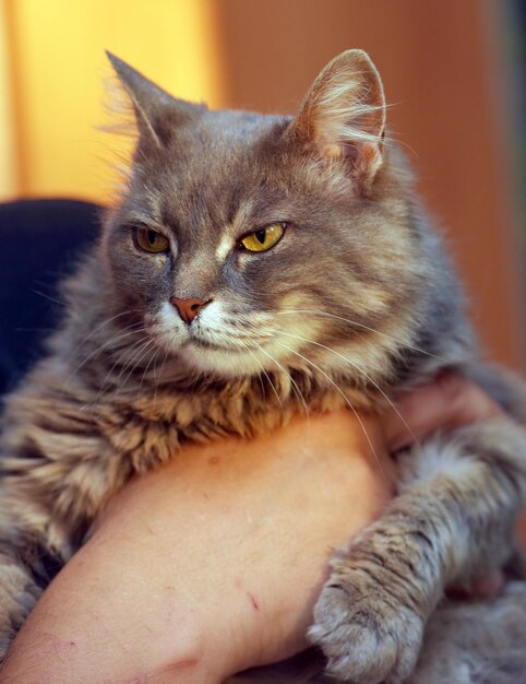 Foto close-up de gato com a mão no gatinho