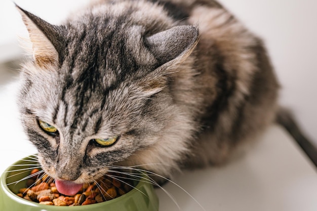 Close-up de gato comendo comida seca da tigela