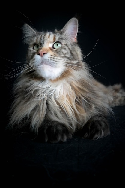 Close-up de gato contra fundo preto