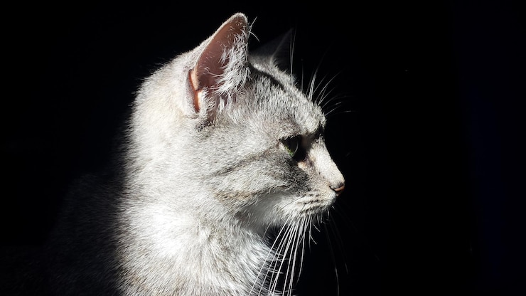 Foto close-up de gato contra fundo preto