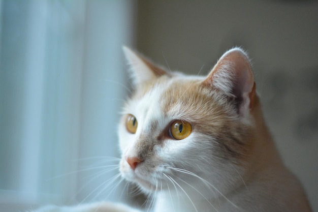 Close-up de gato em ambientes fechados