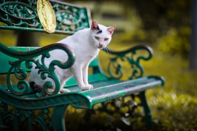 Foto close-up de gato em metal