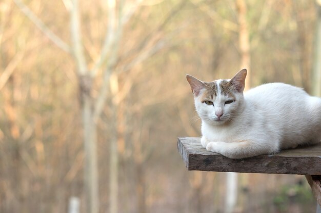 Close-up de gato fofo