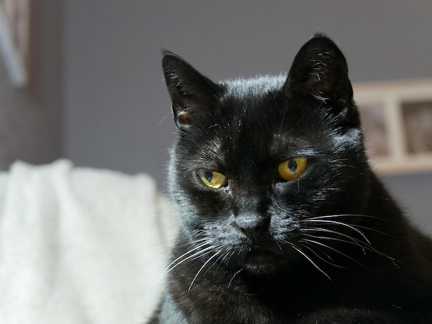 Close-up de gato preto em casa