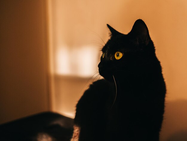 Foto close-up de gato preto olhando para longe em casa