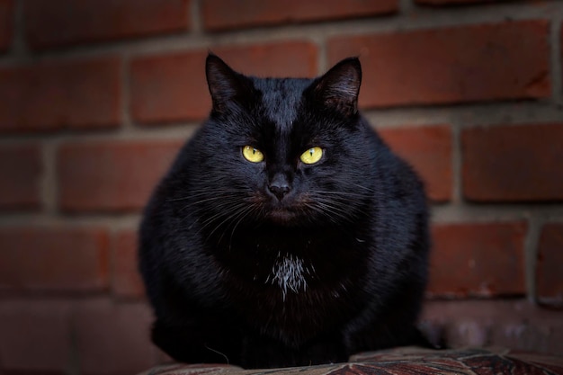 Close-up de gato preto sentado na varanda de uma casa de tijolos,