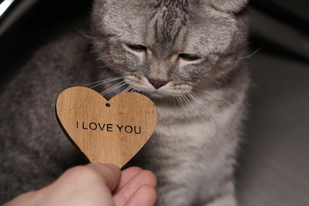 Foto close-up de gato segurando a mão com texto